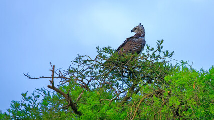 Martial eagle perched on a tree with blue sky background, Murchison Falls National Park, Uganda