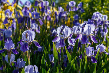 Beautiful blue and yellow iris flowers on a bright sunny day close-up.