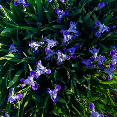 Beautiful blue and yellow iris flowers on a bright sunny day close-up.