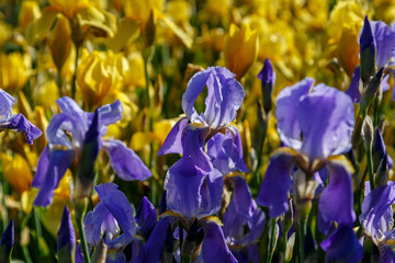 Beautiful blue and yellow iris flowers on a bright sunny day close-up.