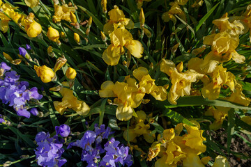 Beautiful blue and yellow iris flowers on a bright sunny day close-up.