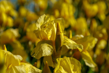 Beautiful yellow perennial iris flower close-up in the garden.