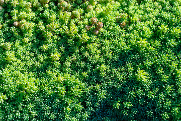 Plant texture of a groundcover plant closeup. Sedum lydium