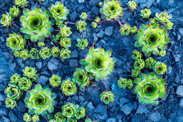 Plant texture graphic texture of a groundcover plant close-up. Sempervivum