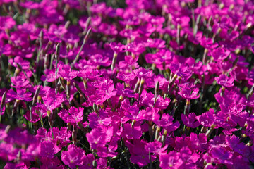 Beautiful pink and purple Carnation deltoid flowers on a sunny day close-up. Dianthus deltoides.