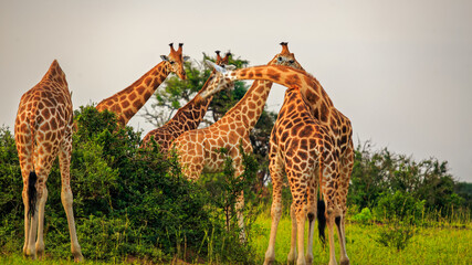tower of Rothschild Giraffe (Giraffa camelopardis rothschildi) necking, the form of social...