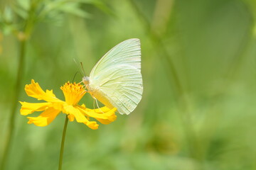white butterfly is on a yellow flower