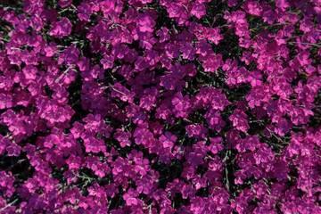 Beautiful pink and purple Carnation deltoid flowers on a sunny day close-up. Dianthus deltoides.