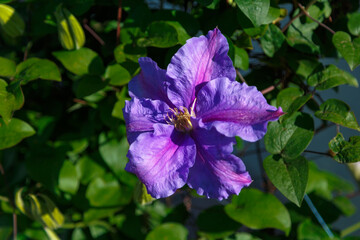 Beautiful purple clematis flowers on a bright sunny day.