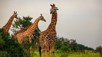 two of Rothschild Giraffe (Giraffa camelopardis rothschildi) necking, the form of social interaction. In Murchison Falls NP, Uganda