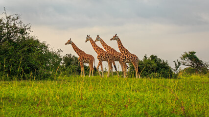 four Rothschild Giraffe (Giraffa camelopardis rothschildi) in savannah, Murchison Falls NP, Uganda,...