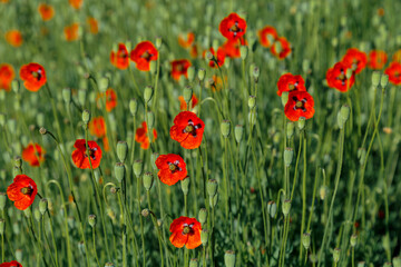 Beautiful red field poppy flowers on a bright sunny day.