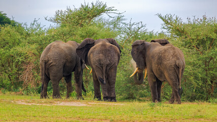 Close up rear view of three African Elephants (Loxdonta) standing next to each other in the Murchison Falls National Park, Uganda