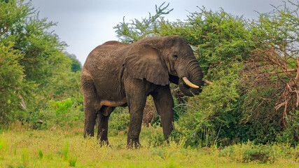 Lonesome big african elephant grazing in savanna, Murchison Falls National Park, Uganda