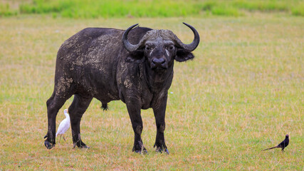 Close up of African Buffalo, staring at the camera. Eye level front view in plains of Murchison Falls National Park, Uganda