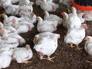 chicken