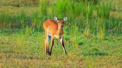 female Oribi positioned on savanna grassland in Murchison Falls