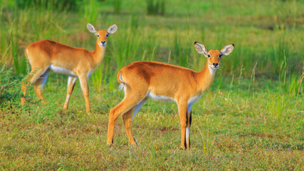 two female Oribi staring at the camera at savannah plains of Murchison Falls National Park, Uganda, Africa. Lush green grass foliage background.