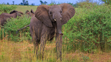 An African Bush Elephant calf practicing mock charge at tourists in Murchison Falls National Park, Uganda. (Loxodonta Africana)