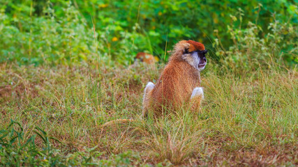 Hussar monkey sitting in the plains of Murchison Falls National Park, Uganda