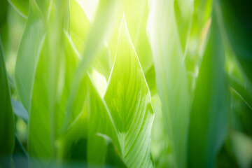Amazing nature view of green leaf on blurred greenery background in garden and sunlight with copy space using as background natural green plants landscape, ecology, fresh wallpaper concept.