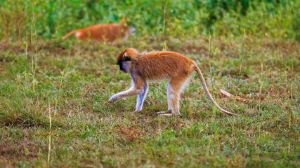Patas monkey looking for some delicacy in the grass
