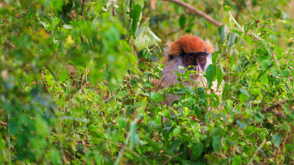 Patas monkey peeking from shrubs in Murchison Falls National Park, Uganda