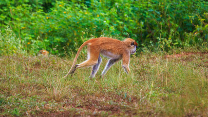 Wadi monkey walking away in the grass. Patas Monkey. Hussar Monkey.