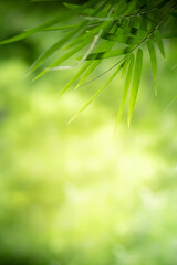Fototapeta na wymiar Amazing nature view of green leaf on blurred greenery background in garden and sunlight with copy space using as background natural green plants landscape, ecology, fresh wallpaper concept.