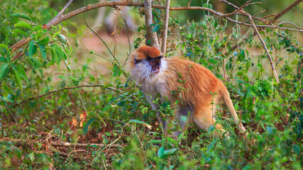 Patas monkey walking in shrubs of Murchison Falls National Park, Uganda