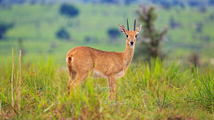 Naklejka na ściany i meble Front view. Look at Camera. Portrait of male Oribi, a small anteler in Savannah grasslands of Murchison Falls National Park, Uganda, Africa