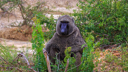 Close up portrait of Olive Baboon sitting on road side and eyeing the camera in Murchison Falls National Park, Uganda
