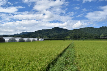 金峯山（きんぼうざん）／ 山形県の庄内海浜県立自然公園内にあり、国指定名勝・国指定文化財に指定されている金峯山は、標高459mです。山頂からの景観は、鶴岡市内を見下ろすことができ絶景です。