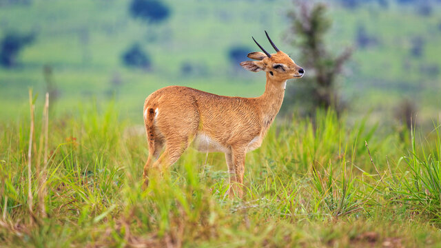 side view portrait of isolated male oribi in savanna grassland of Murchison Falls National Park. Side view eye level shot.