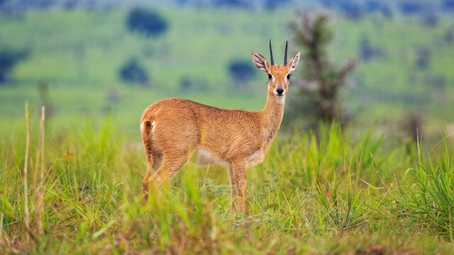 Front view. Look at Camera. Portrait of male Oribi, a small anteler in Savannah grasslands of Murchison Falls National Park, Uganda, Africa
