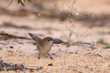 Splendid Fairywren (Malurus splendens). Females are a brown, fawny colour with a blue tail.