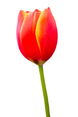 Beautiful bright red yellow tulip flower isolated on white background