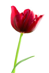 Beautiful bright red tulip flower isolated on white background