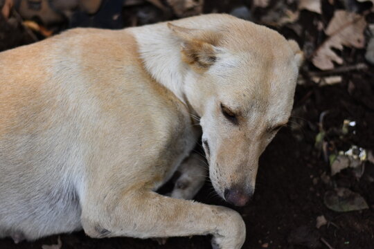 An indian street dog bieng sad for losing its puppy.