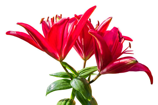 Beautiful bright red lily flower bouquet isolated on white background - Powered by Adobe