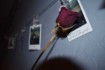 Dried Rose with Polaroid Photos in the Background