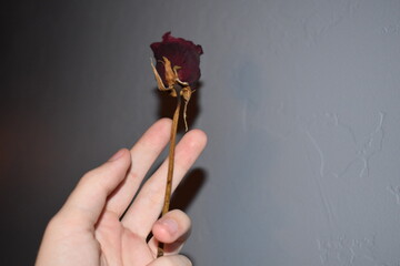 Dead Rose Held in Hand