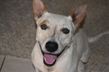 Portrait of a Blue Heeler Dog