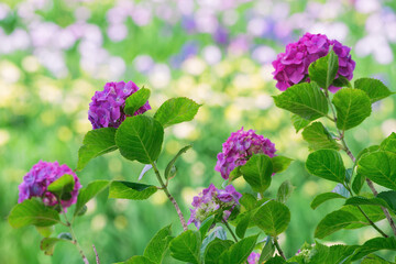 水郷潮来あやめ園