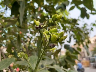 green olives on tree