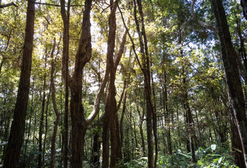 trees in the forest