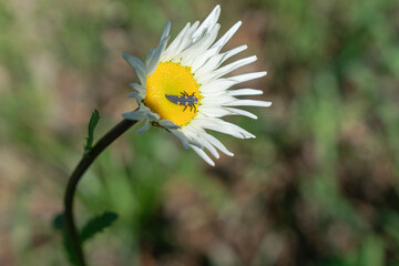 Larva of Asian ladybug or Harmonia axyridis on a daisy