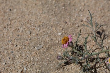 Pink Ray and yellow Disc Florets of Hole In The Sand Plant, Nicolletia Occidentalis, Asteraceae, native perennial in the margins of Joshua Tree city, Southern Mojave Desert, Springtime.