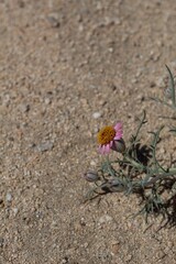 Pink Ray and yellow Disc Florets of Hole In The Sand Plant, Nicolletia Occidentalis, Asteraceae, native perennial in the margins of Joshua Tree city, Southern Mojave Desert, Springtime.