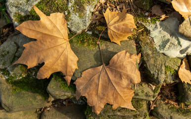 dry yellowed maple leaves lie on the rocks. ground is covered with green moss.